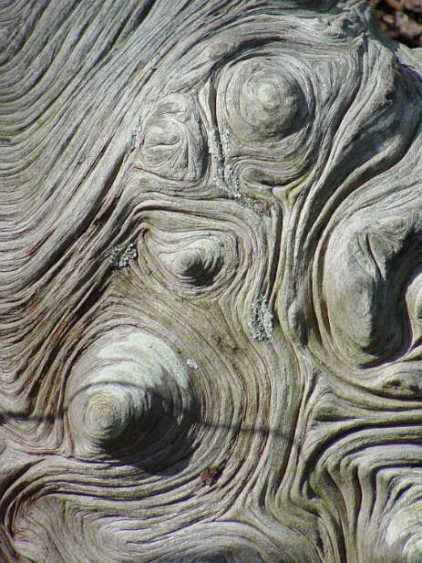 Atlanta Botanical Garden, 2002