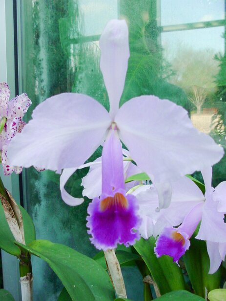 Atlanta Botanical Garden, 2002