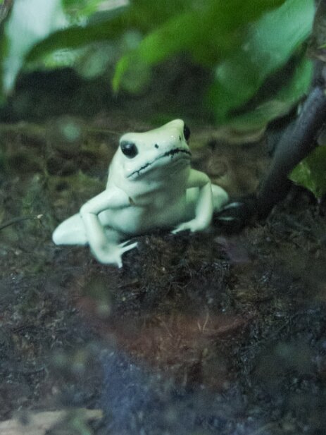 Atlanta Botanical Garden, 2002