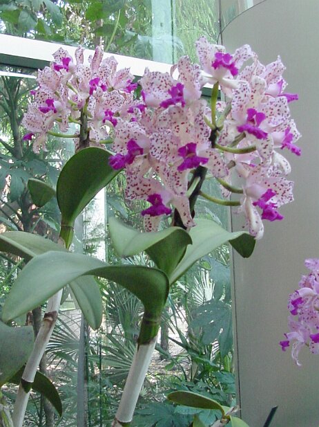 Atlanta Botanical Garden, 2002