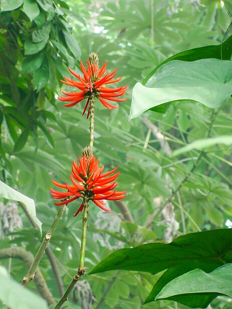 Atlanta Botanical Garden, 2002