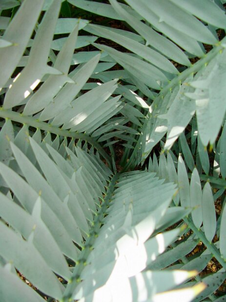 Atlanta Botanical Garden, 2002