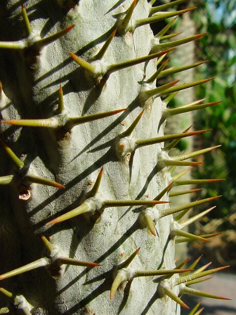 Atlanta Botanical Garden, 2002