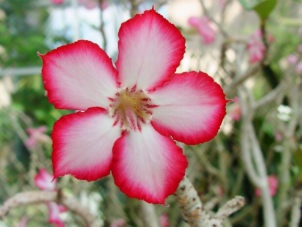 Atlanta Botanical Garden, 2002