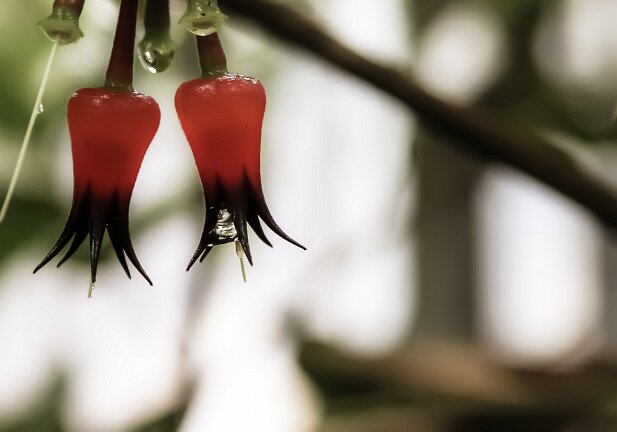 Atlanta Botanical Garden 2004-01