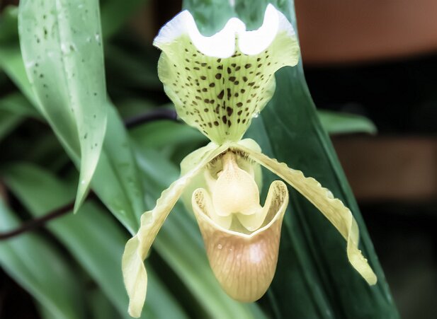 Atlanta Botanical Garden 2004-01