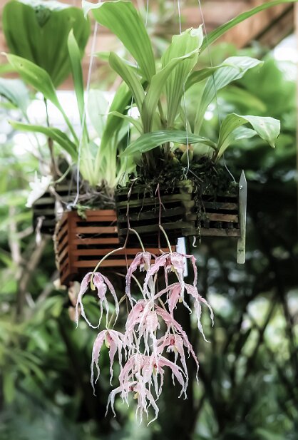 Atlanta Botanical Garden 2004-01