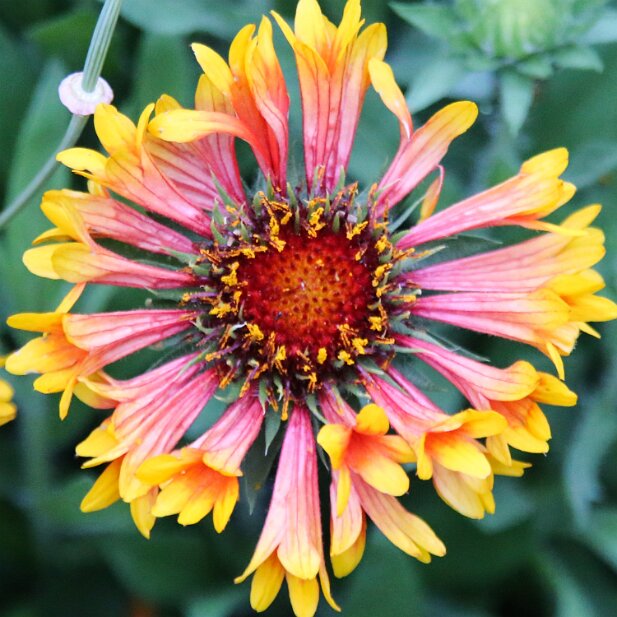 Atlanta Botanical Garden 2013-05