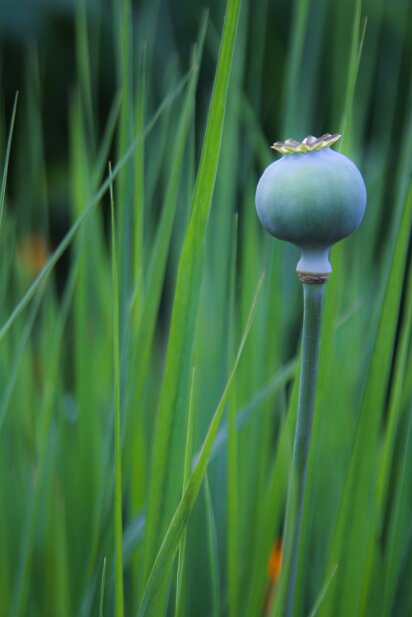 Atlanta Botanical Garden 2013-05