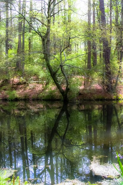 Callaway Gardens, 2004-04