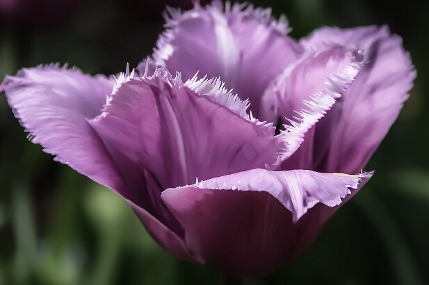 Callaway Gardens, 2004-04
