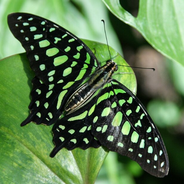 Callaway Gardens, 2004-04