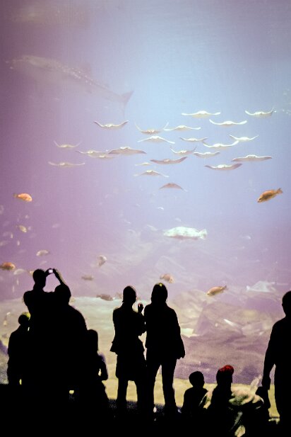 GA Aquarium 2005-11