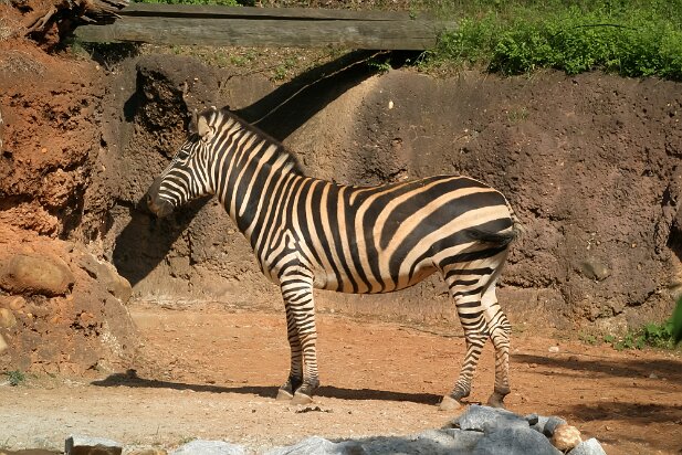 Zoo Atlanta 2007-05