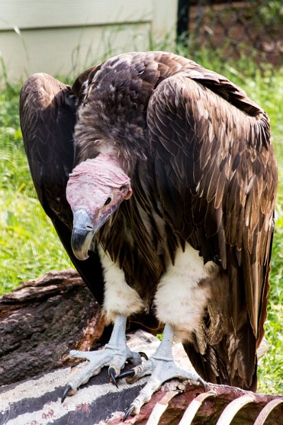 Brew at the Zoo 2014-05