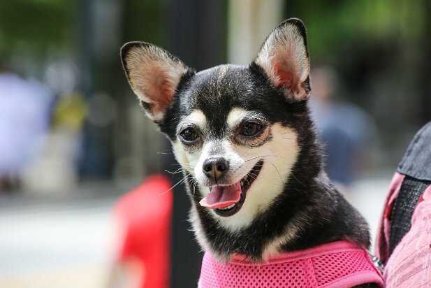 Caribbean Fest 2013-05