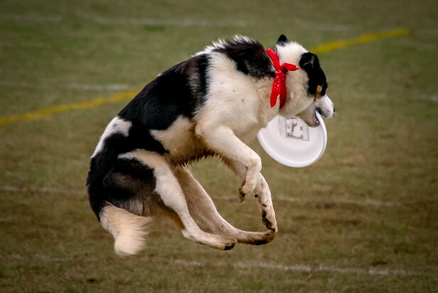 Dog Frisbee 2005-04