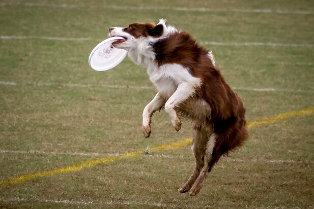 Dog Frisbee 2005-04