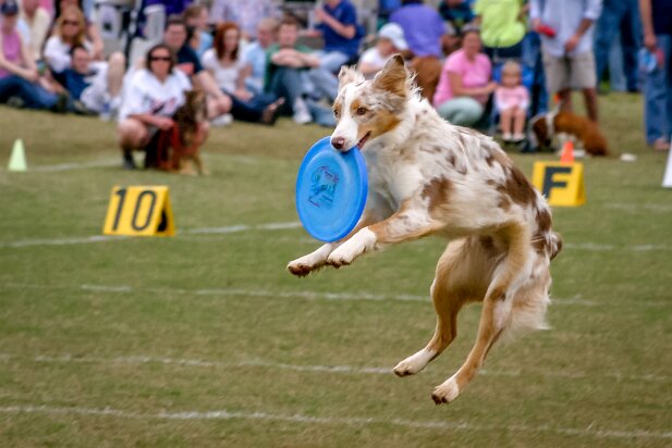 Dog Frisbee 2005-04