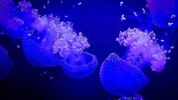 Pride 2025-10 Georgia Aquarium Pride Kick-off party