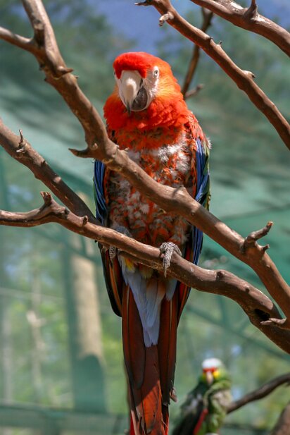 Renaissance Festival 2005-04