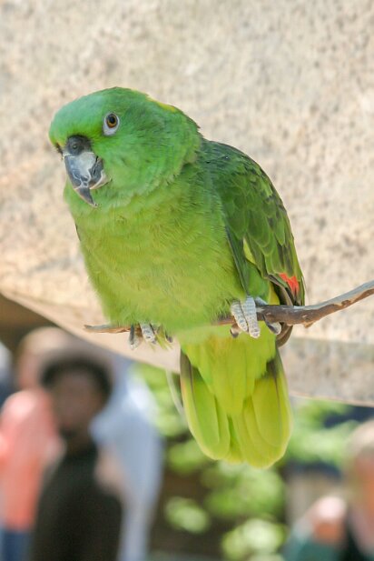 Renaissance Festival 2005-04