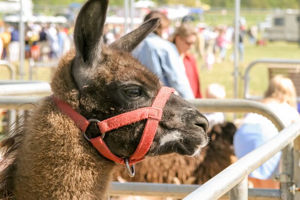 Steeplechase 2005-04