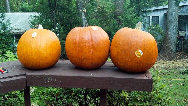 Pumpkins 2012-10