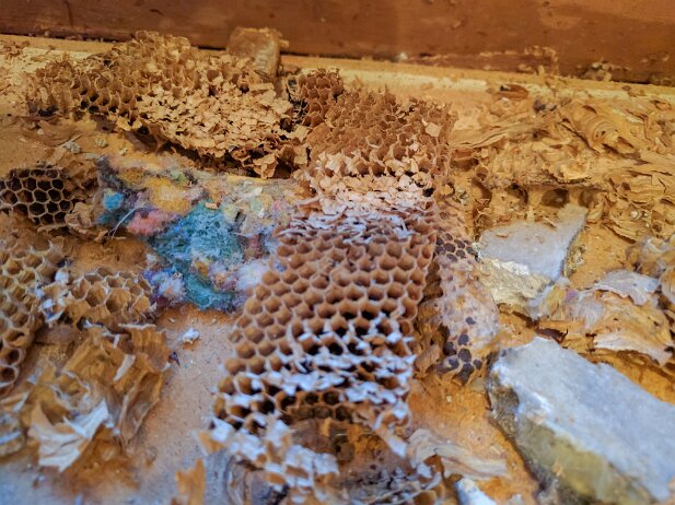 House 2017 Wasps had built themselves a home within the sheetrock. Good thing they left before we uncovered this.
