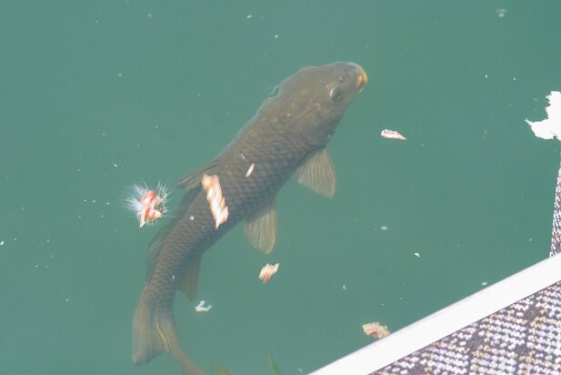 Lake Lanier 2004-06 Fish feeding