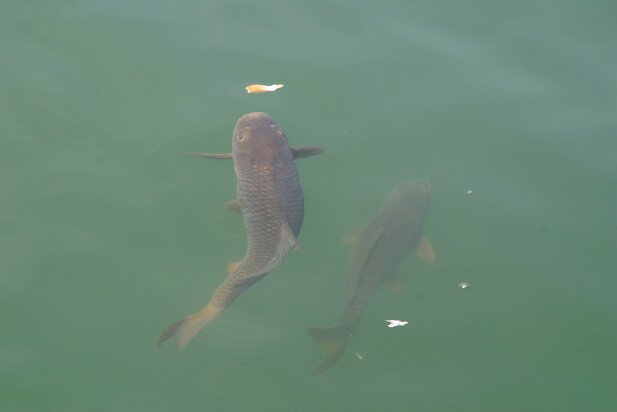 Lake Lanier 2004-06 Fish feeding