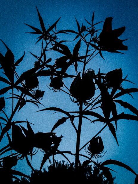 20140901-triffids-001 Triffids