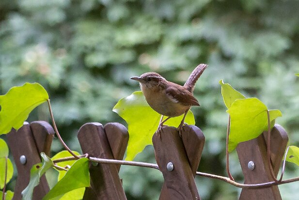 Misc 2016 Our House Wrens