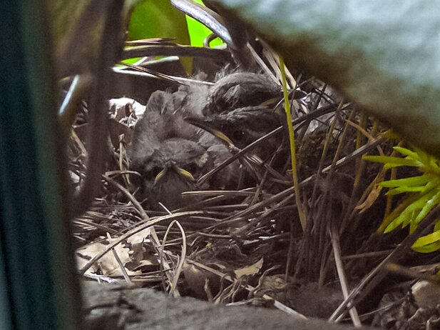 Misc 2016 Our House Wrens