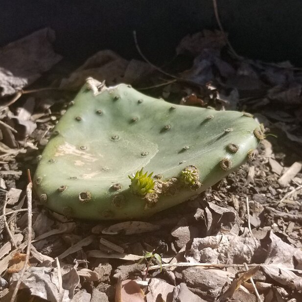 Misc 2021 Finally, after a year, cactus growth!