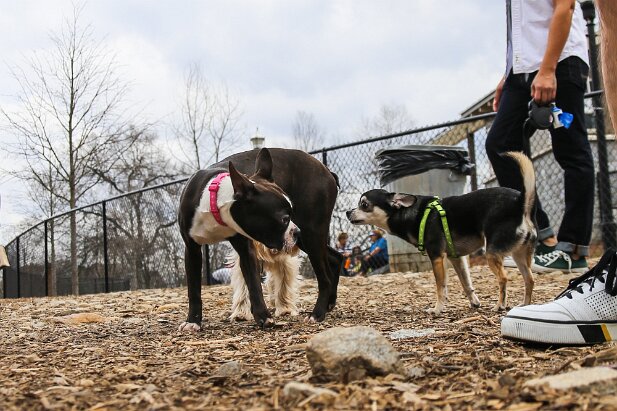 At the dog park