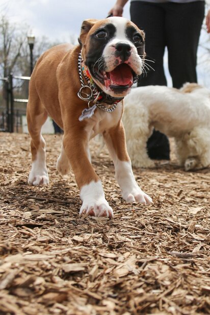 At the dog park