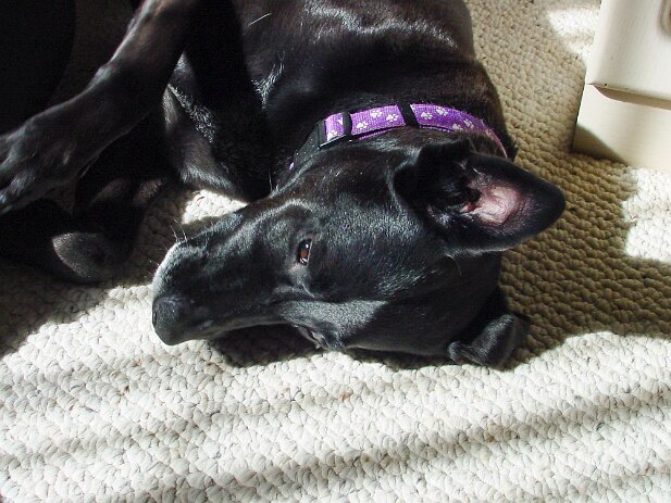 Katie sunning herself