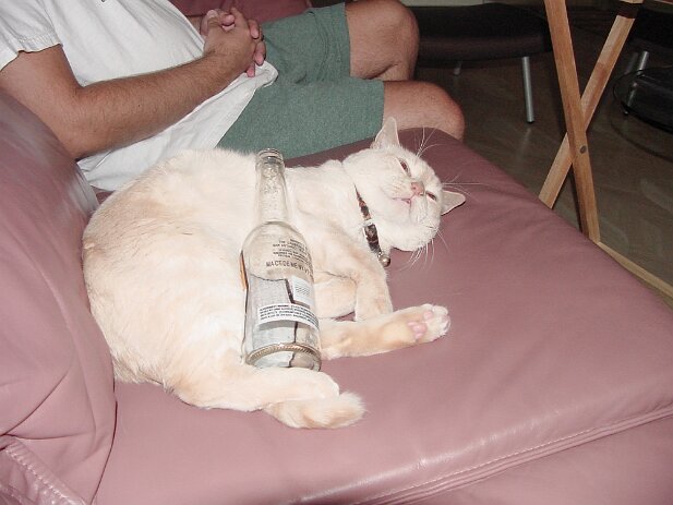 Drunk kitty