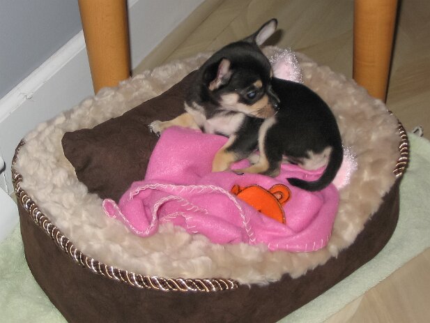 Pets 2008