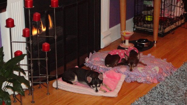 Pets 2013