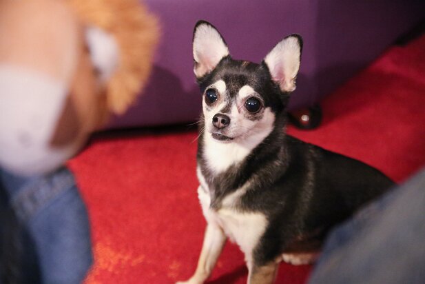 Pets 2013