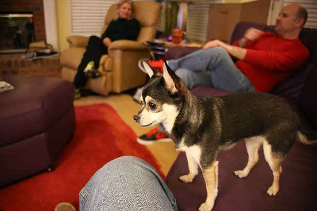 Pets 2013