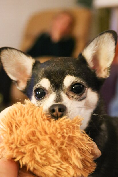 Pets 2013