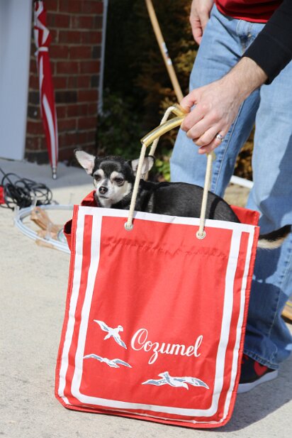 Pets 2013