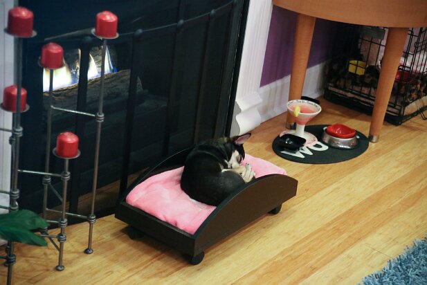 Pets 2013