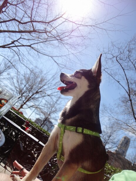 Pets 2013