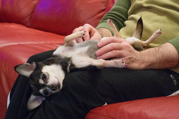 Truffles She loves a good belly rub...