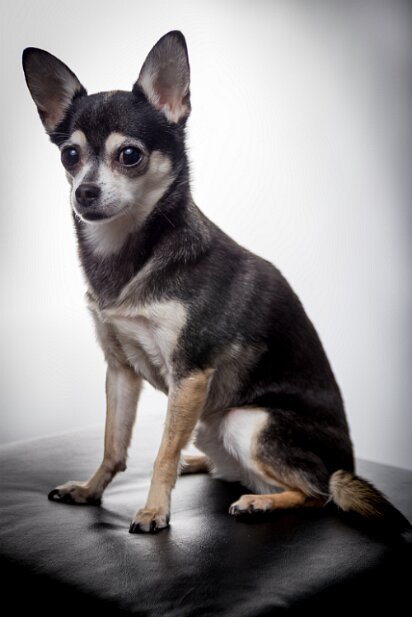 20150329-truffles-002