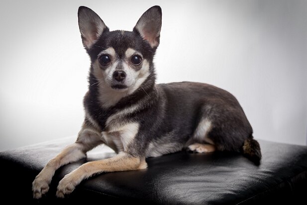 20150329-truffles-004